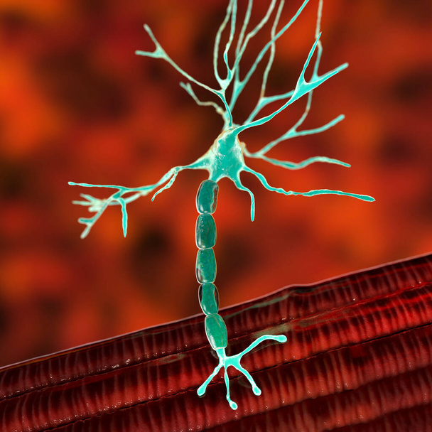 Двигунний нейрон, що з'єднується з м'язовим волокном, 3D ілюстрація. Нейромедіаційне з'єднання дозволяє моторному нейрону передавати сигнал до м'язів, викликаючи скорочення. На нього впливають токсини та хвороби
 - Фото, зображення
