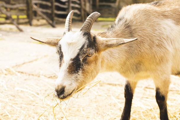 Young goat on animal farm. High quality photo. - Photo, Image