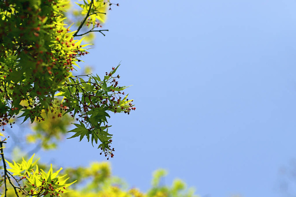 Japonský javor se zelenými novými listy a drobnými červenými květy - Fotografie, Obrázek