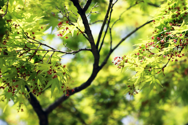 Ιαπωνικό σφενδάμι με πράσινα νέα φύλλα και μικρά κόκκινα λουλούδια - Φωτογραφία, εικόνα