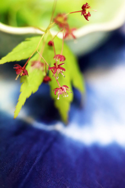 Yeşil yapraklı Japon akçaağacı ve küçük kırmızı çiçekler, yakın plan fotoğraf. - Fotoğraf, Görsel
