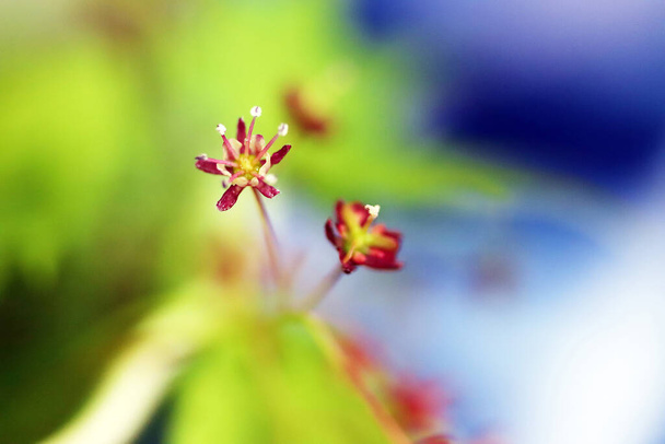Japanese maple with green new leaves and tiny red flowers, close-up photo - Photo, Image