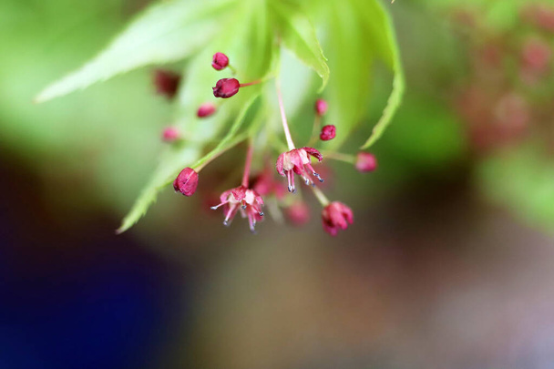 Japanese maple with green new leaves and tiny red flowers, close-up photo - Photo, Image