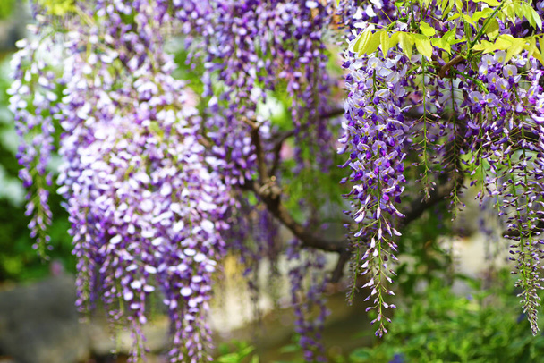 Schöne lila Glyzinien blühen im Frühling im Park - Foto, Bild