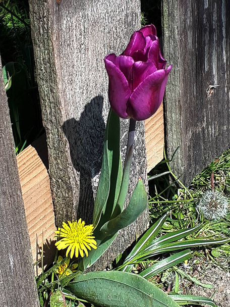 Zarówno Tulip, jak i Dmuchawce są równie kolorowe w moim ogrodzie. Jednakowoż jeden jest chwastem, a drugi cenionym kwiatem ogrodowym. Mniszek lekarski jest bardziej przydatny, ponieważ jest to jedyny kwiat, który żywi pszczoły, jak po zimowych przymrozkach ustąpić miejsca wiosnie - Zdjęcie, obraz