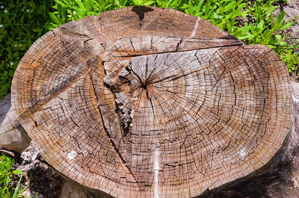 Large old cracked tree stump.Wood texture. - Photo, Image