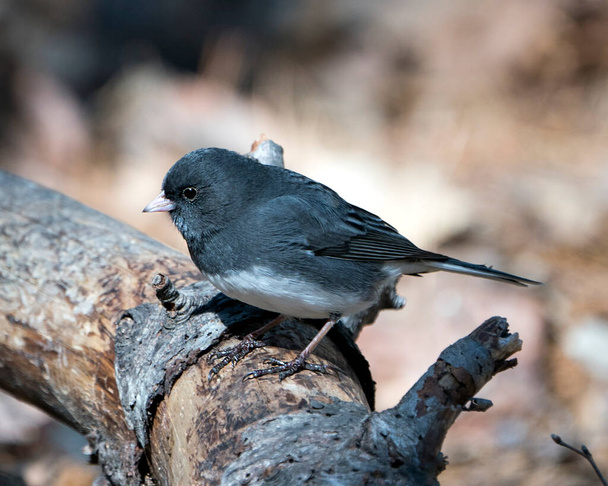 Junco bird perched on a branch displaying grey feather plumage, head, eye, beak, feet, with a blur background in its environment and habitat. - Fotoğraf, Görsel