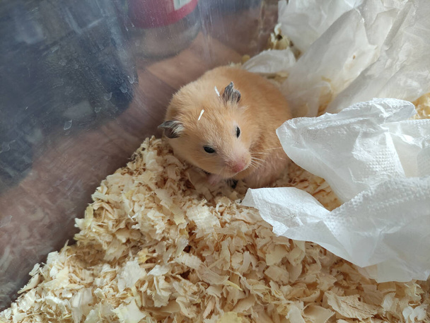 Slaperige schattige hamster wakker en begrijpt niets - Foto, afbeelding