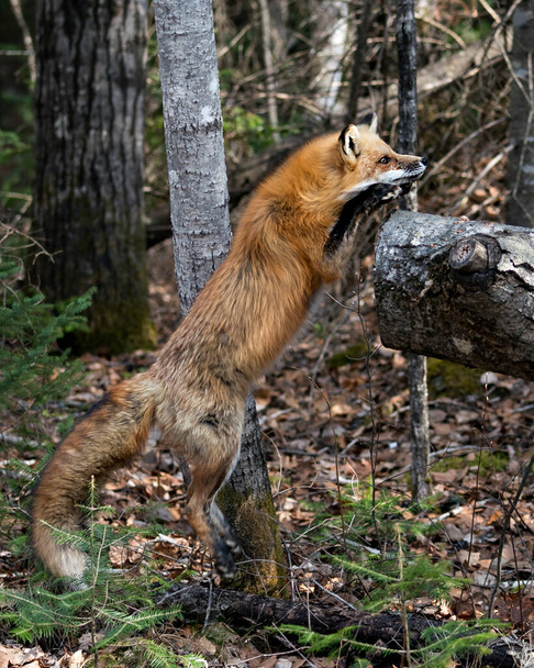 Vue rapprochée du Renard roux sautant sur une bille de bois dans la forêt avec un fond flou dans son environnement et son habitat. Une photo. Portrait. Une photo. Fox Image. - Photo, image