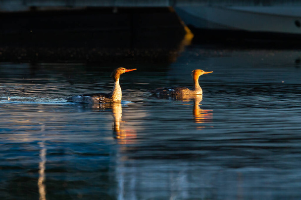 Pair of Mergus serrator at sunrise over the lagoon, animal concept - Fotografie, Obrázek