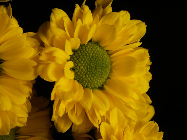 yellow daisy flower isolated on black background, selective focus, DOF - 写真・画像