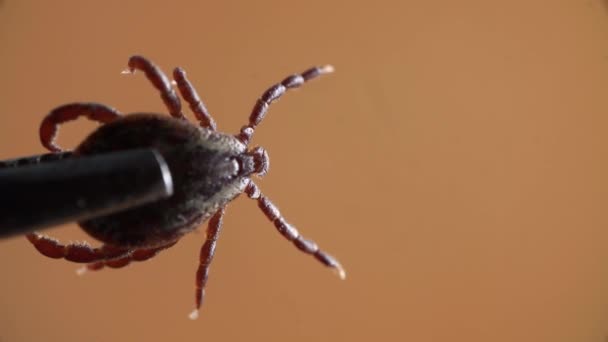 A tick is caught by metal tweezers and filmed in macro on an orange background - Footage, Video