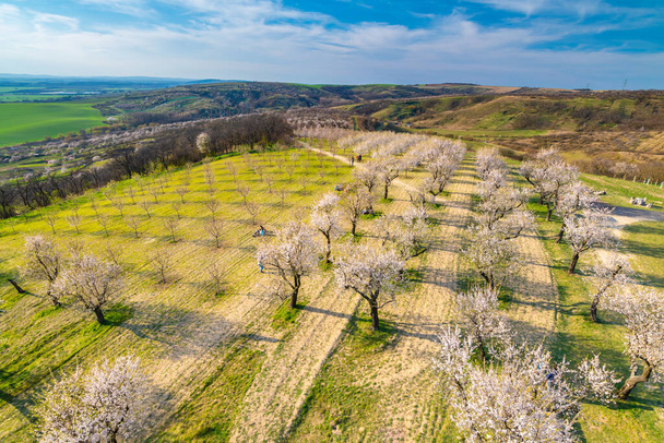 Almond tree orchard near Hustopece city in bloom. Landscape view near Palava hills, south moravia region. Beautiful spring weather during sunset. - 写真・画像