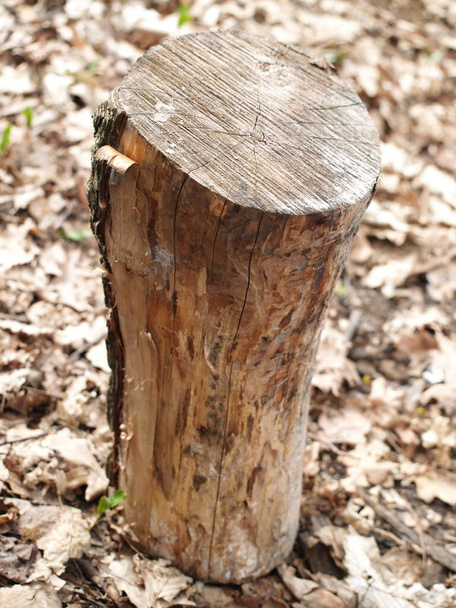 wood, texture, stump, nature - Photo, Image