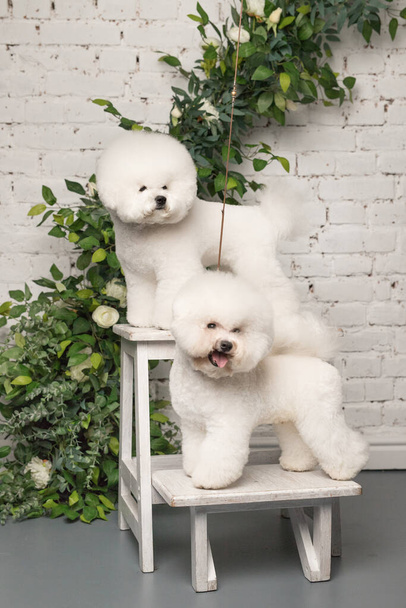 Two little Bichon Frize stand on white wood chair muzzle in camera - Foto, immagini