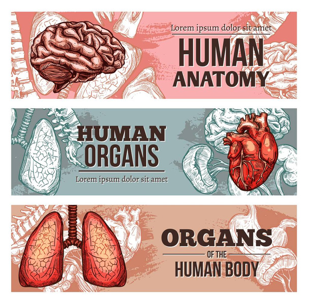 Ihmisen kehon bannerit luonnos aivot, keuhkot, selkärangan ja sydämen munuaiset. Vektorin käsin piirretyt anatomiset sisäiset osat ja luut. Lääketiede, tiede ja biologia kortit suunnittelu kaiverrettu elimiä - Vektori, kuva