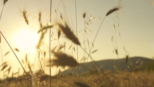 Wheat blades in the sun - Footage, Video