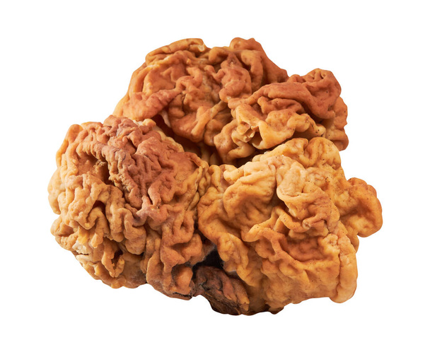 Gyromitra Gigas or Snow False Morel, Calf Brain or Bull Nose mushroom isolated on white background with clipping path - Photo, Image