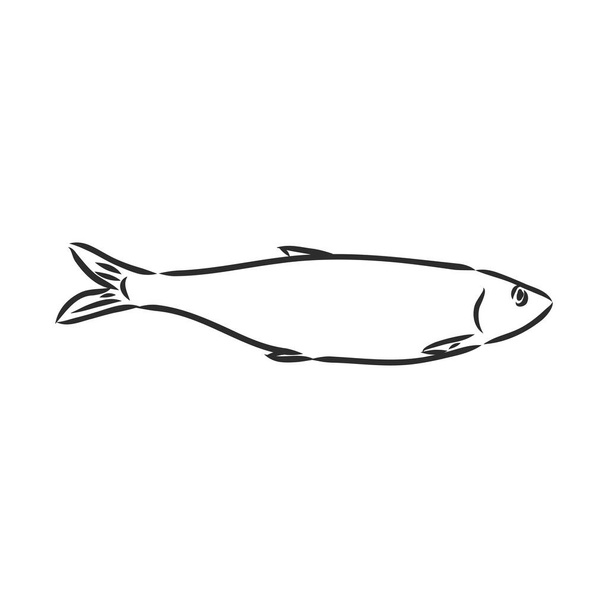 Pilchard. Ink sketch of sardine. Small herring. Hand drawn vector illustration of fish isolated on white background. - Vector, Image
