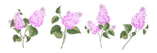 Set of differents lilac on white background. - Vektör, Görsel