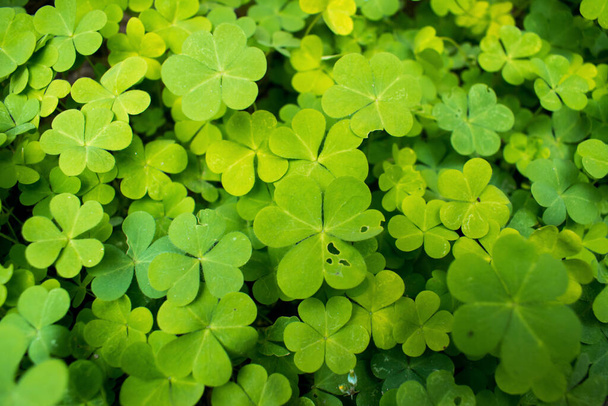 A shrub of shamrock background. Yellow and green colored petals naturally beautiful and ideal for background wallpaper - Photo, Image