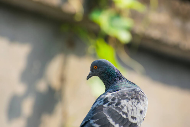 retrato ao ar livre de um pombo preto olhando em lados diferentes - Foto, Imagem