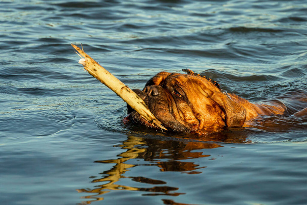 Великий собака, французький Мастиф. Грався і плавав у воді - Фото, зображення