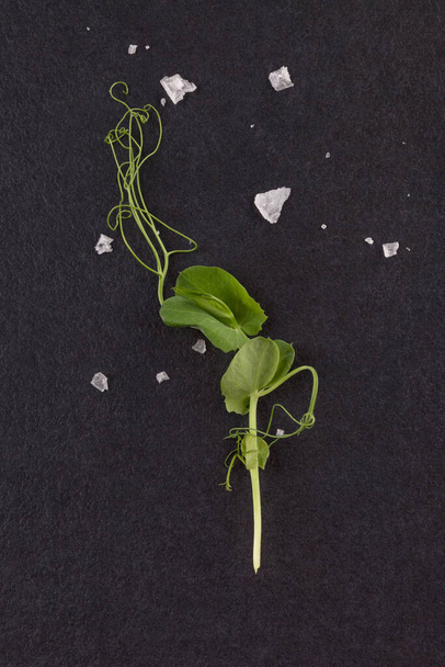 Microgreens. Tiny pea leaf with sea salt flake on black background, flat lay. Professional foodstyling.  - Photo, Image