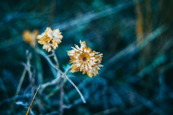 helichrysum kwiat w przyrodzie na zewnątrz, widok z bliska i całkowicie suche - Zdjęcie, obraz