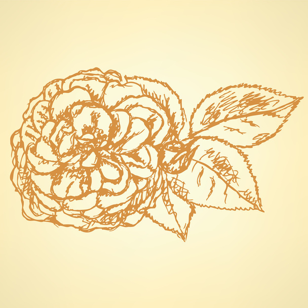 Sketch rose with leaves, vector  background - Vektör, Görsel