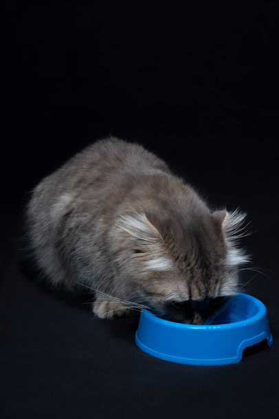 gato gris esponjoso bebe agua de un tazón sobre un fondo negro. - Foto, imagen