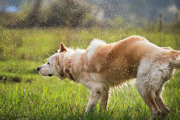 Half ras witte Zwitserse herder schudt uit het water staan op groen gras en spray vliegt in verschillende richtingen. Mongrel hond wandelingen in het park na het zwemmen in een vijver en geniet van het leven. - Foto, afbeelding