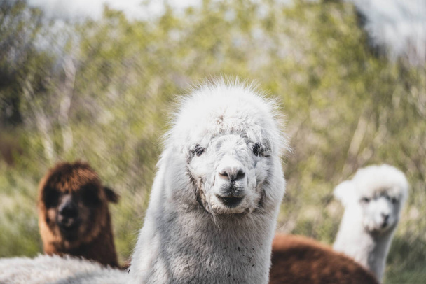retrato de linda alpaca blanca - Foto, imagen