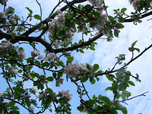 Spring, in the garden blooms an apple tree, flowers of an apple tree. - Fotografie, Obrázek