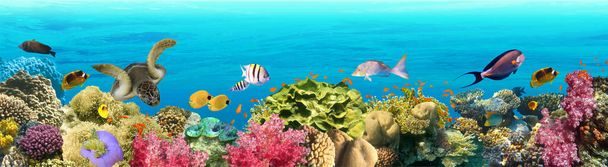 fondo paraíso submarino arrecife de coral naturaleza collage con tortuga marina y fondo de peces de colores. Ilustración vectorial - Vector, imagen