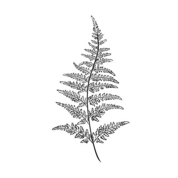 vector silhouette sheet fern on white background - Vektor, kép