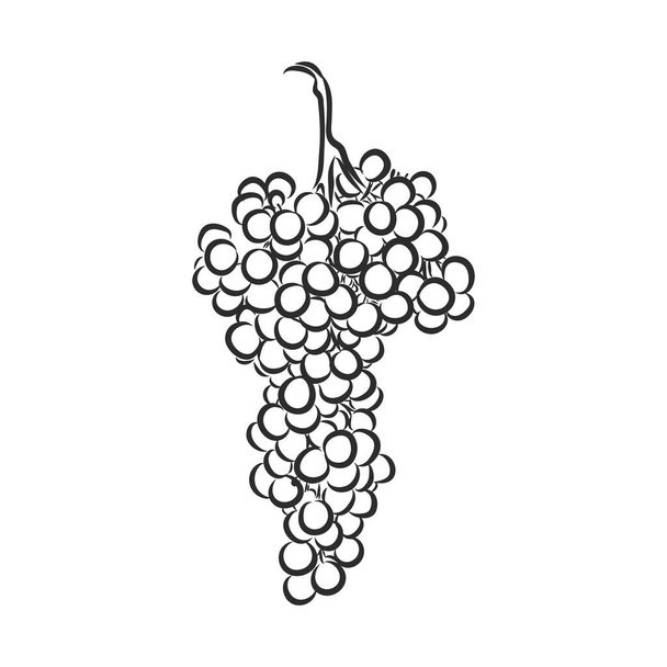 Rypäleen viiniköynnöksen kuvitus. viinirypäleet, vektoriluonnos - Vektori, kuva