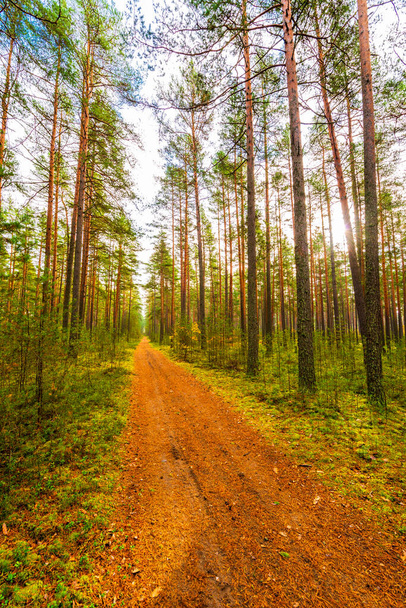 Pine forest in autumn. Beautiful nature.  - Fotoğraf, Görsel