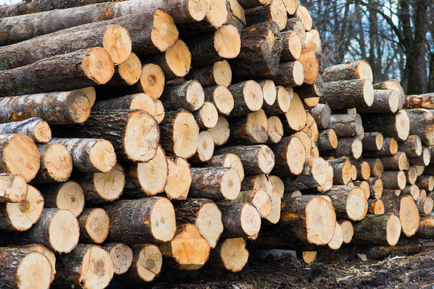 Складная древесина сосны для строительных зданий, Предпосылки - Фото, изображение