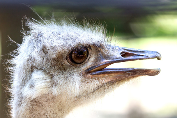 Ostrich head close up. Ostrich Ostrich or type is one or two spe - Photo, Image