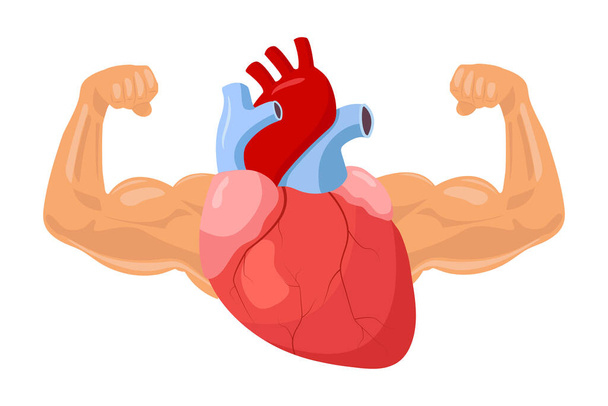 Silna i zdrowa ilustracja serca. Ludzkie serce z wielkimi muskularnymi ramionami. Koncepcja sportu i medycyny. Wektor izolowany na białym - Wektor, obraz