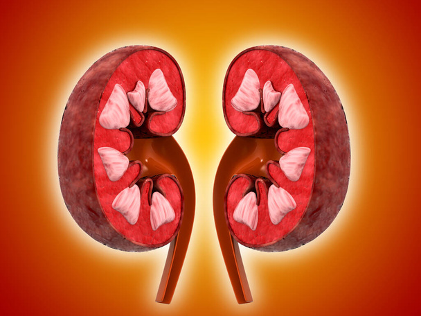 Doorsnede van de menselijke nier - Foto, afbeelding