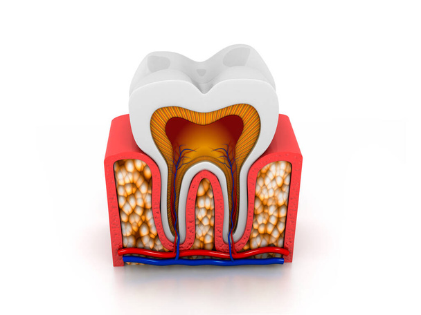 Hammasanatomia, osa hammas on poikkileikkaus, yksityiskohtainen anatomia. - Valokuva, kuva