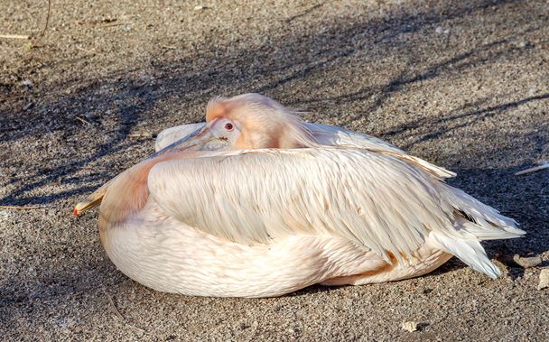 portréja egy európai fehér pelikán, pelecanus onocrotalus. ex - Fotó, kép