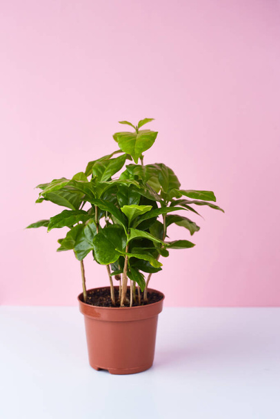 Botanical background. Small coffee tree in pot on pink white background. Greenery inspiration. Houseplant.  Copy space - Zdjęcie, obraz