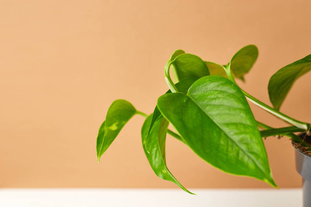 Botanischer Hintergrund. Kleine Zimmerpflanze im Topf auf beige-weißem Hintergrund. Grüne Inspiration. Kopierraum - Foto, Bild
