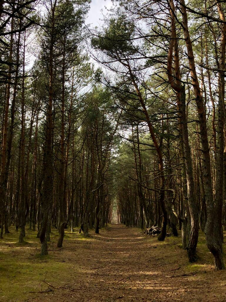 Sendero para caminar en un denso bosque de pinos - Foto, Imagen