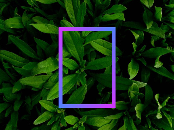 young basil in full screen and neon square - Fotoğraf, Görsel