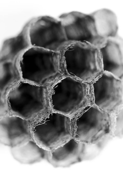 Красивые соты осы макросъемки белый фон - Фото, изображение