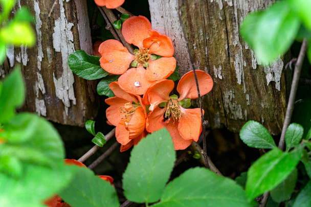 A quince bush with bright red flowers is visible through the fence boards - Photo, Image